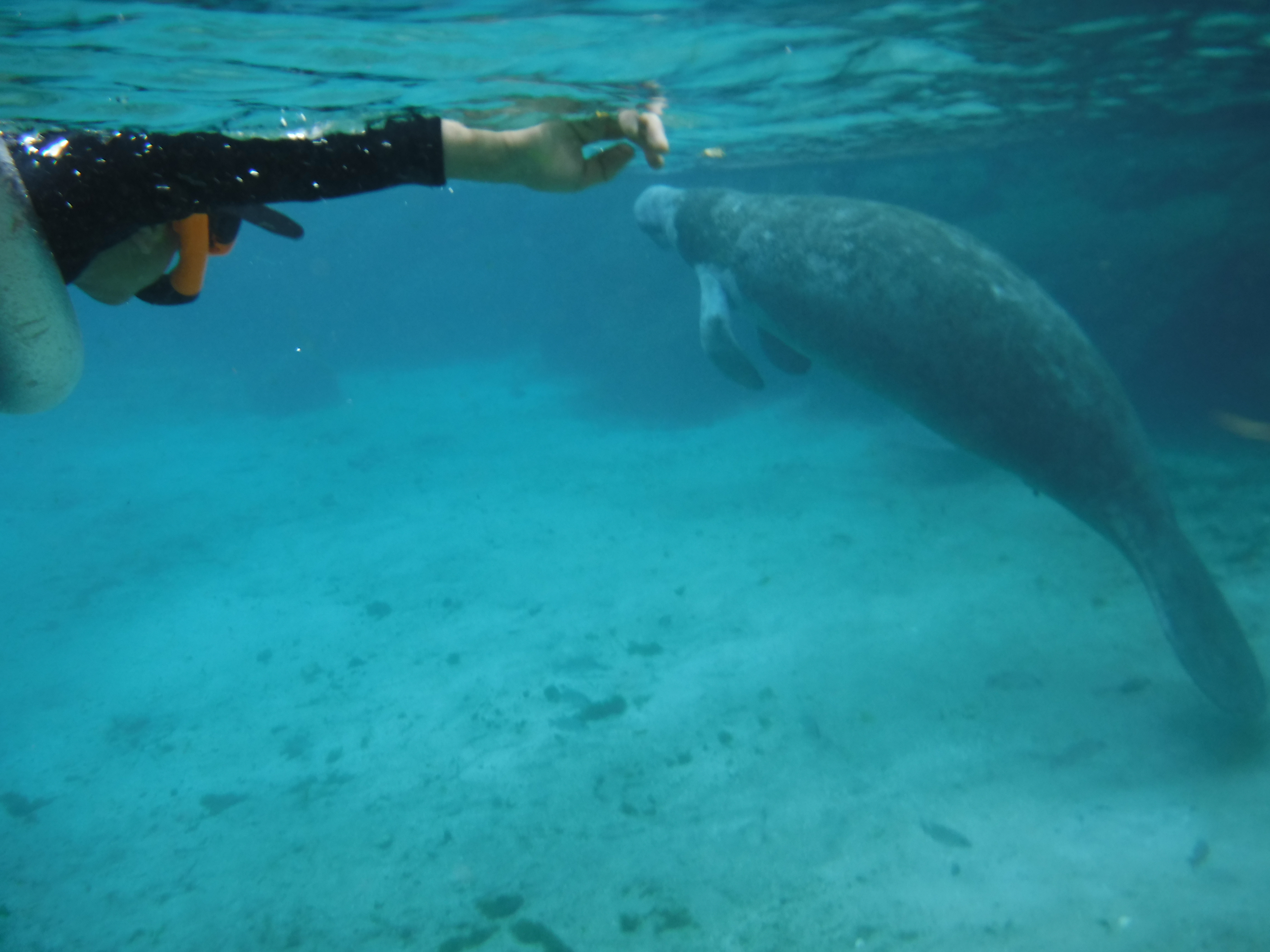 Human Manitee Are you a ‘Human Manatee’? – SHANT ATMAN
