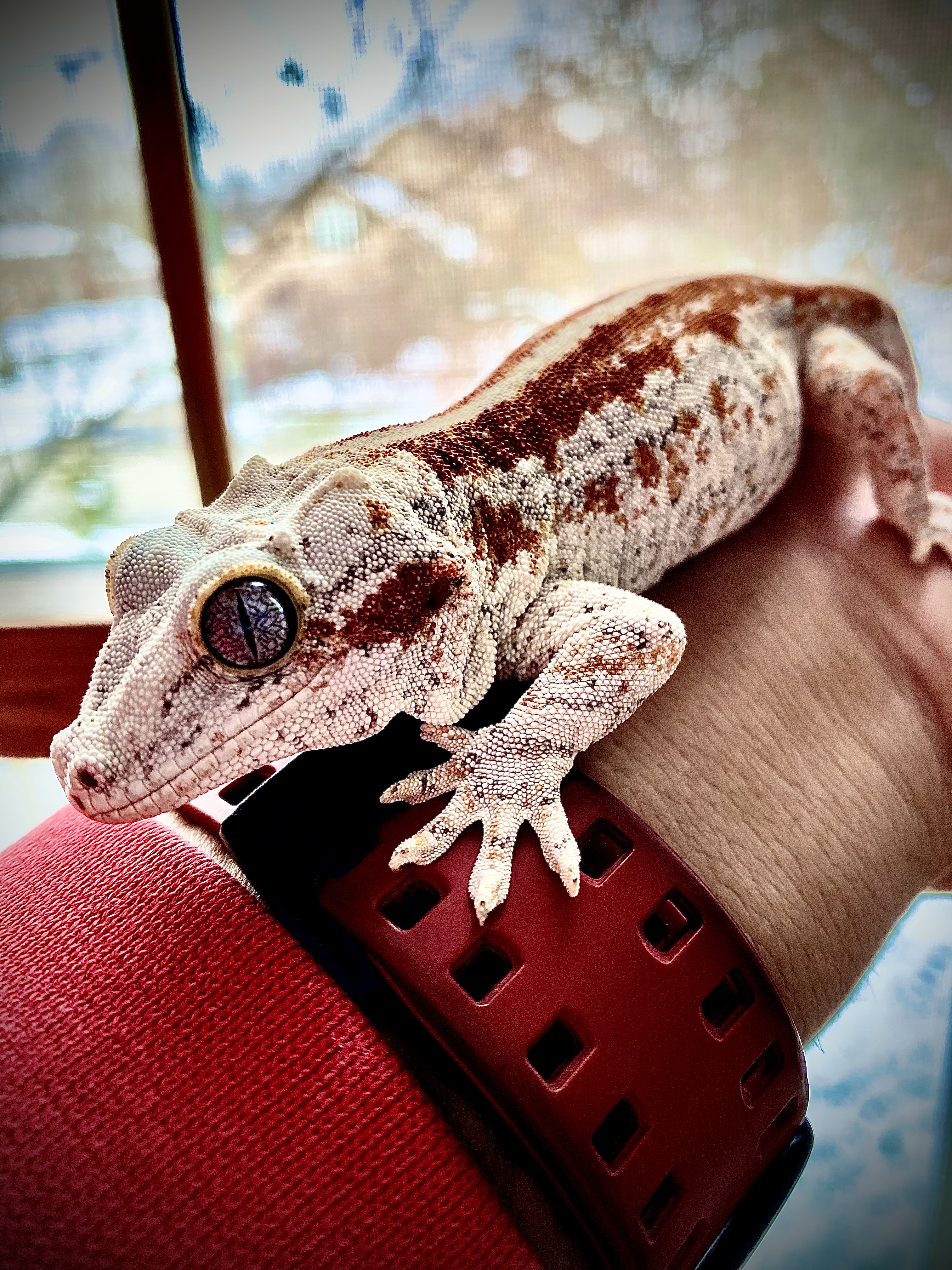 Dec 22, 2024: Meet Mycroft Menon, Naperville, IL, USA