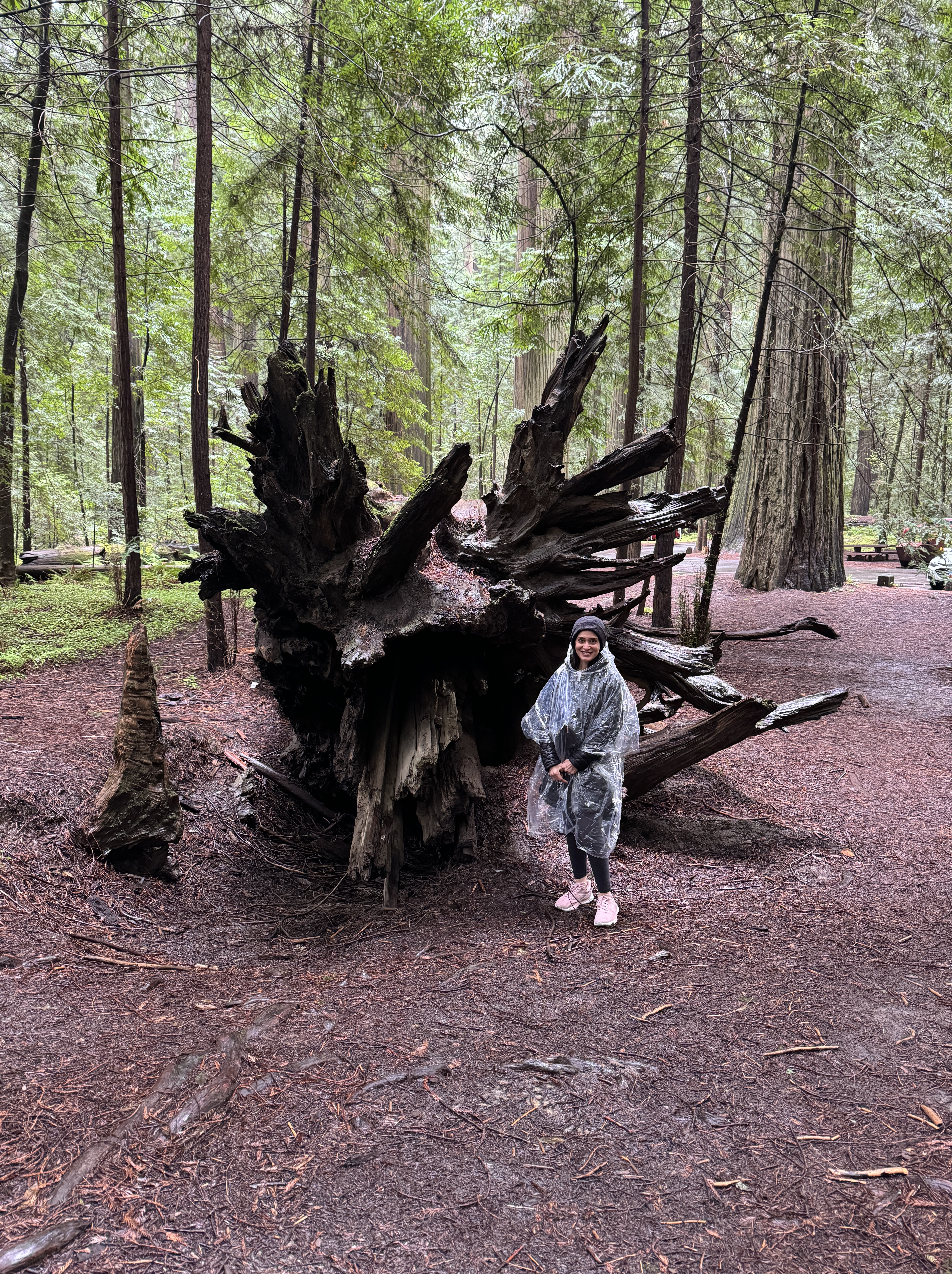 Mar 27, 2024: Humboldt Redwoods State Park, Eureka, CA, USA