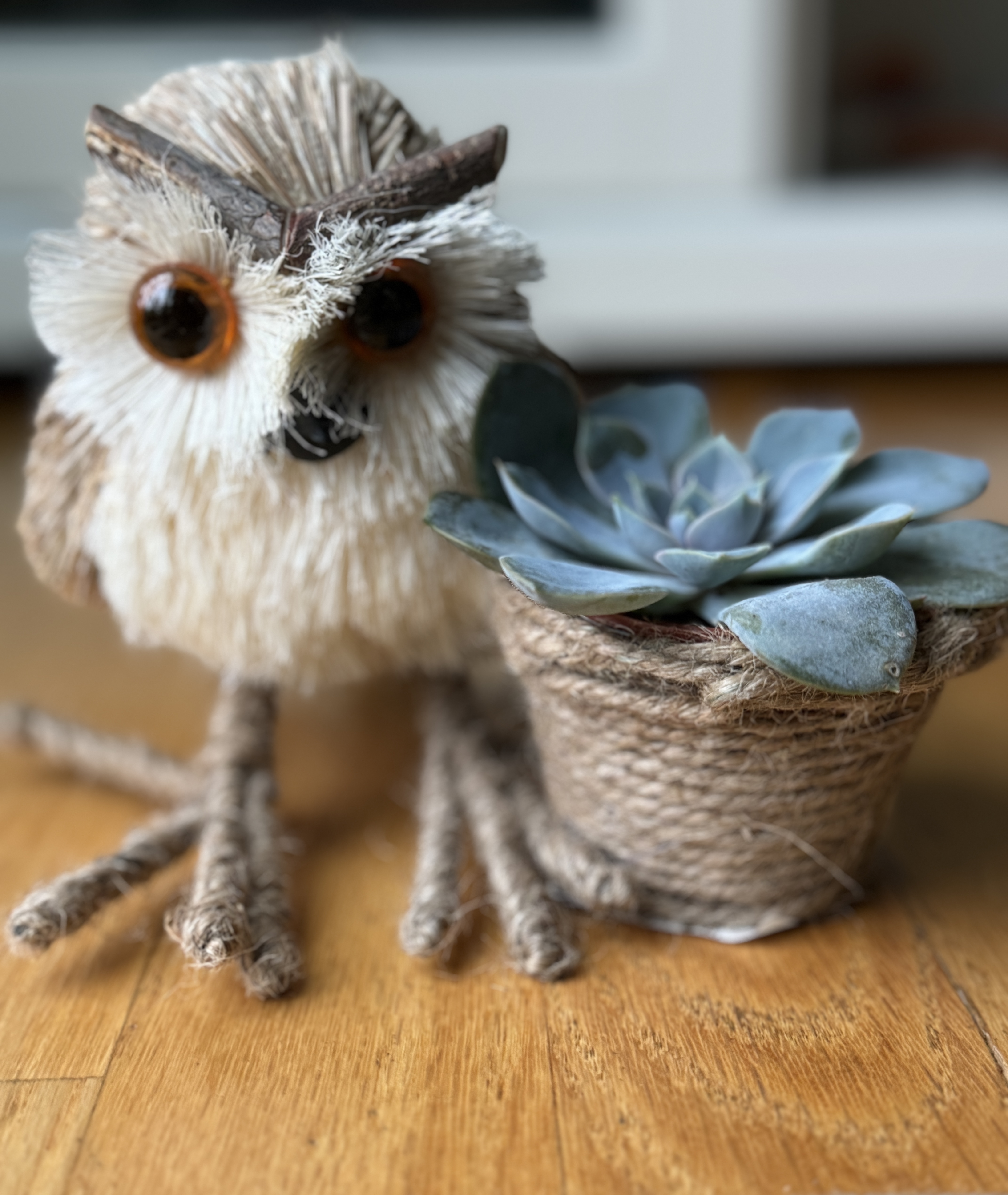 Nov 5, 2024: Birthday Owl, Naperville, IL, USA