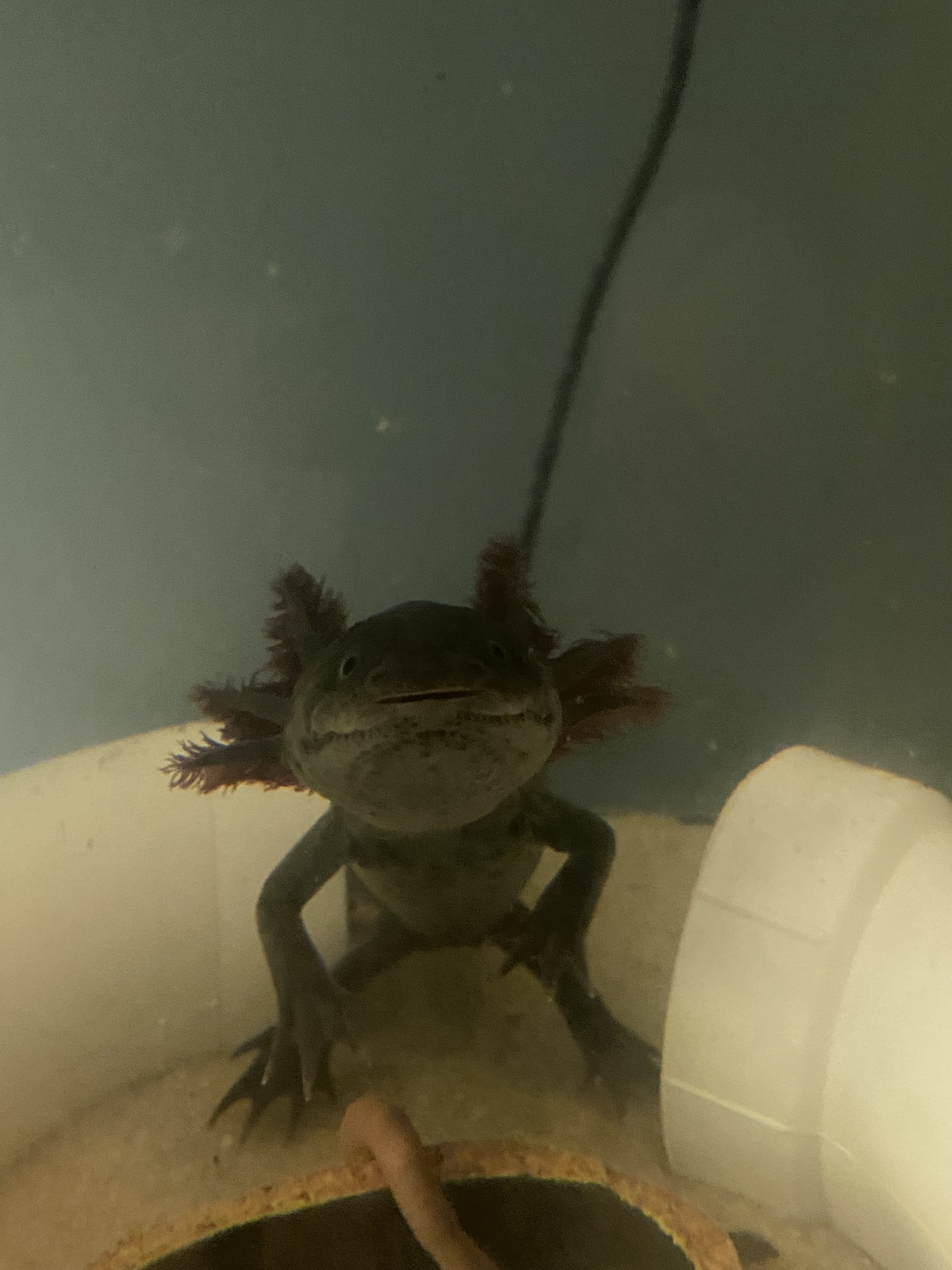 Jun 28, 2024: Meet Frodo Menon, Naperville, IL, USA