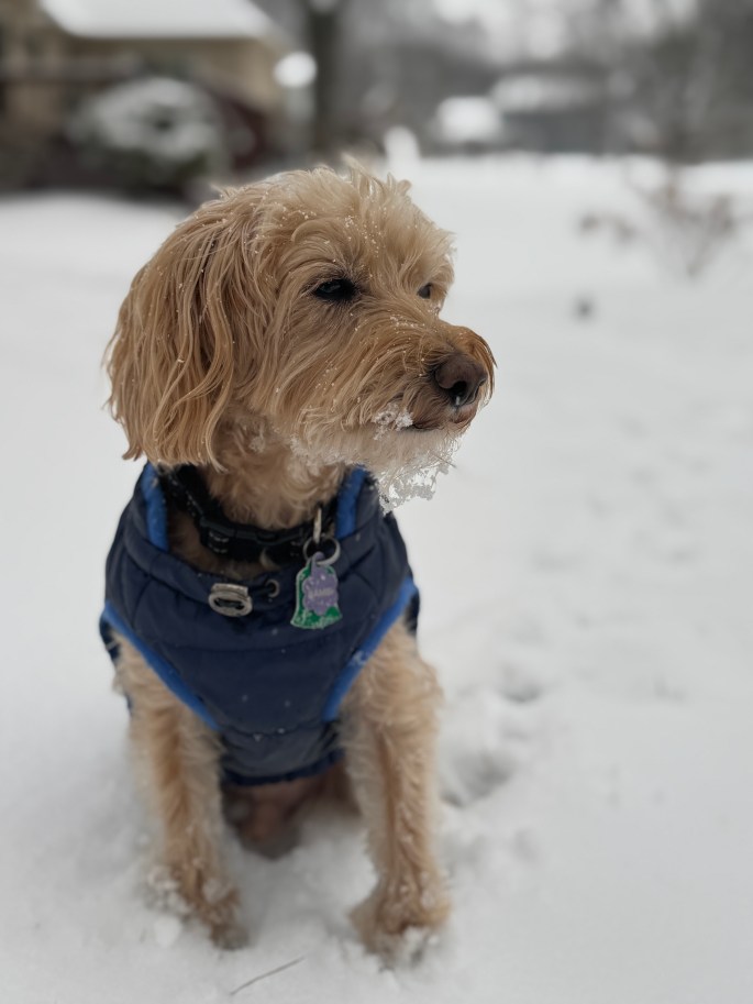 Jan 10, 2025: Not as excited about the snow