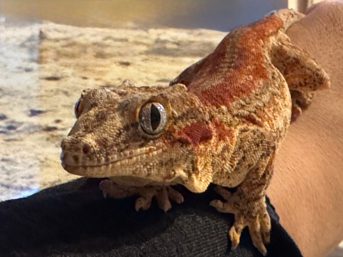 Mar 25, 2025: Mycroft getting accustomed to meeting guests