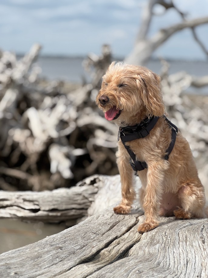 Mar 31, 2025: ‎⁨Bambi's last vacation was to ⁨Georgia⁩, ⁨United States⁩