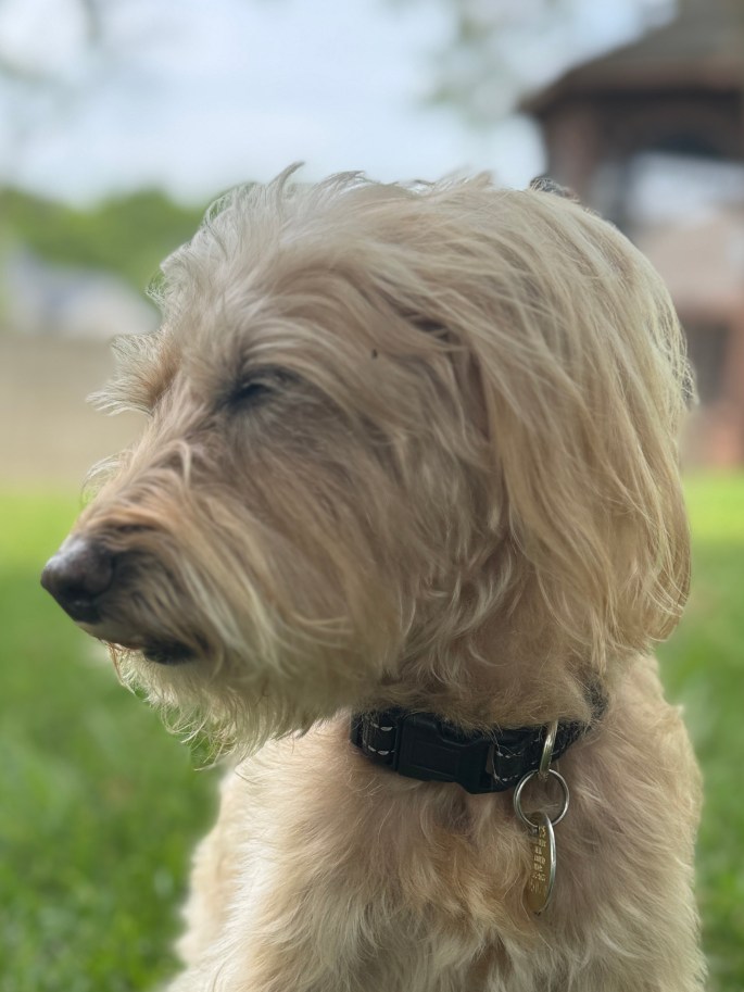 Jul 11, 2025: Dad gave me a nice relaxing bath before my visit to the vet...I am tired