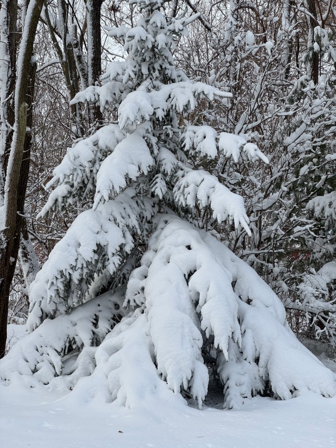 Nov 30, 2025: Dhamma Pakasa, Pecatonica, Illinois, United States
