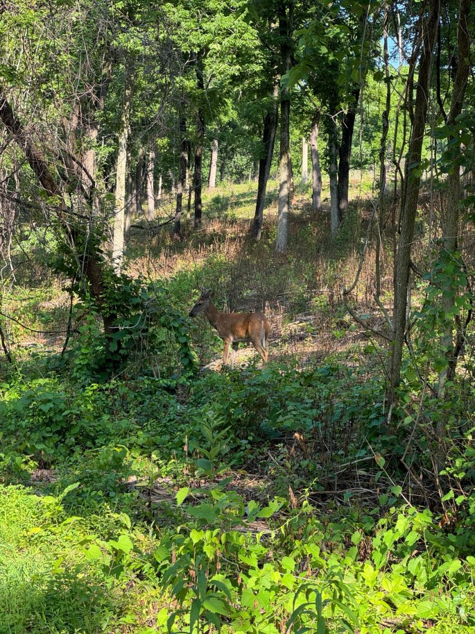 Jul 3, 2026: Maple East Lake - a young buck