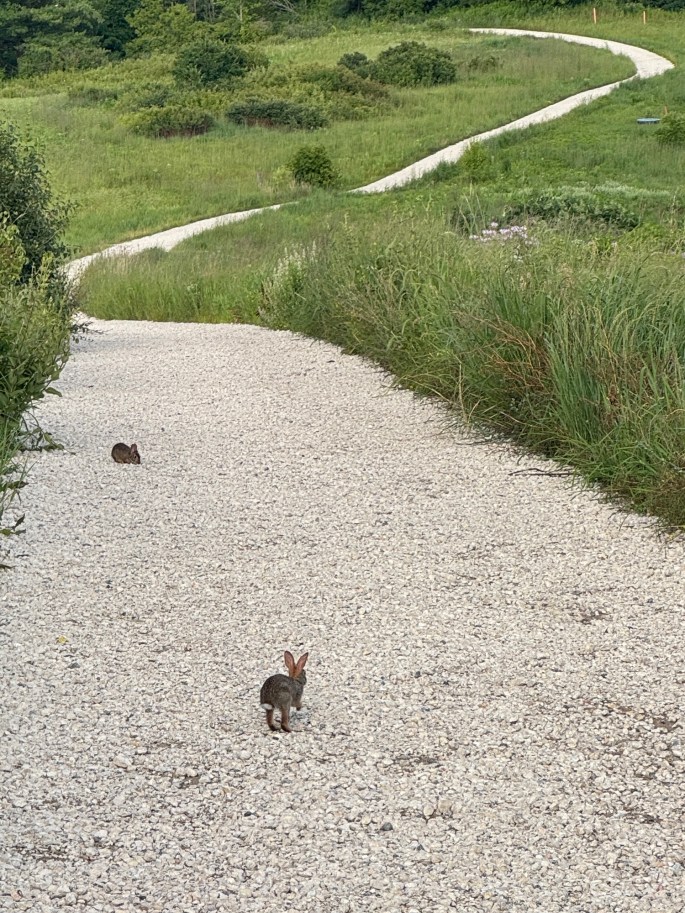 Jul 10, 2026: At Mount Hoy with two bunnies!