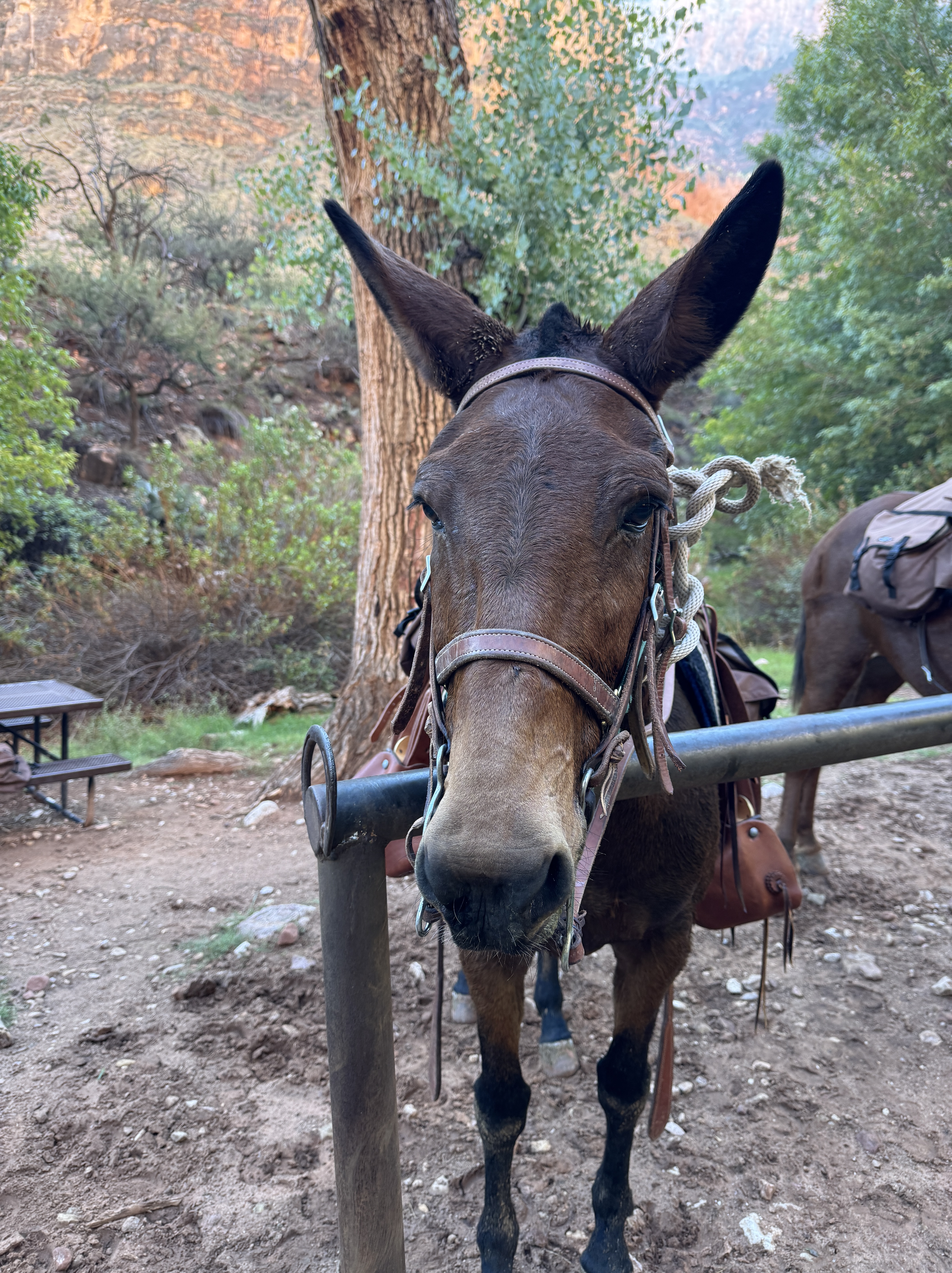 Oct 2, 2026: 9:25AM - A star of the Grand Canyon mule train