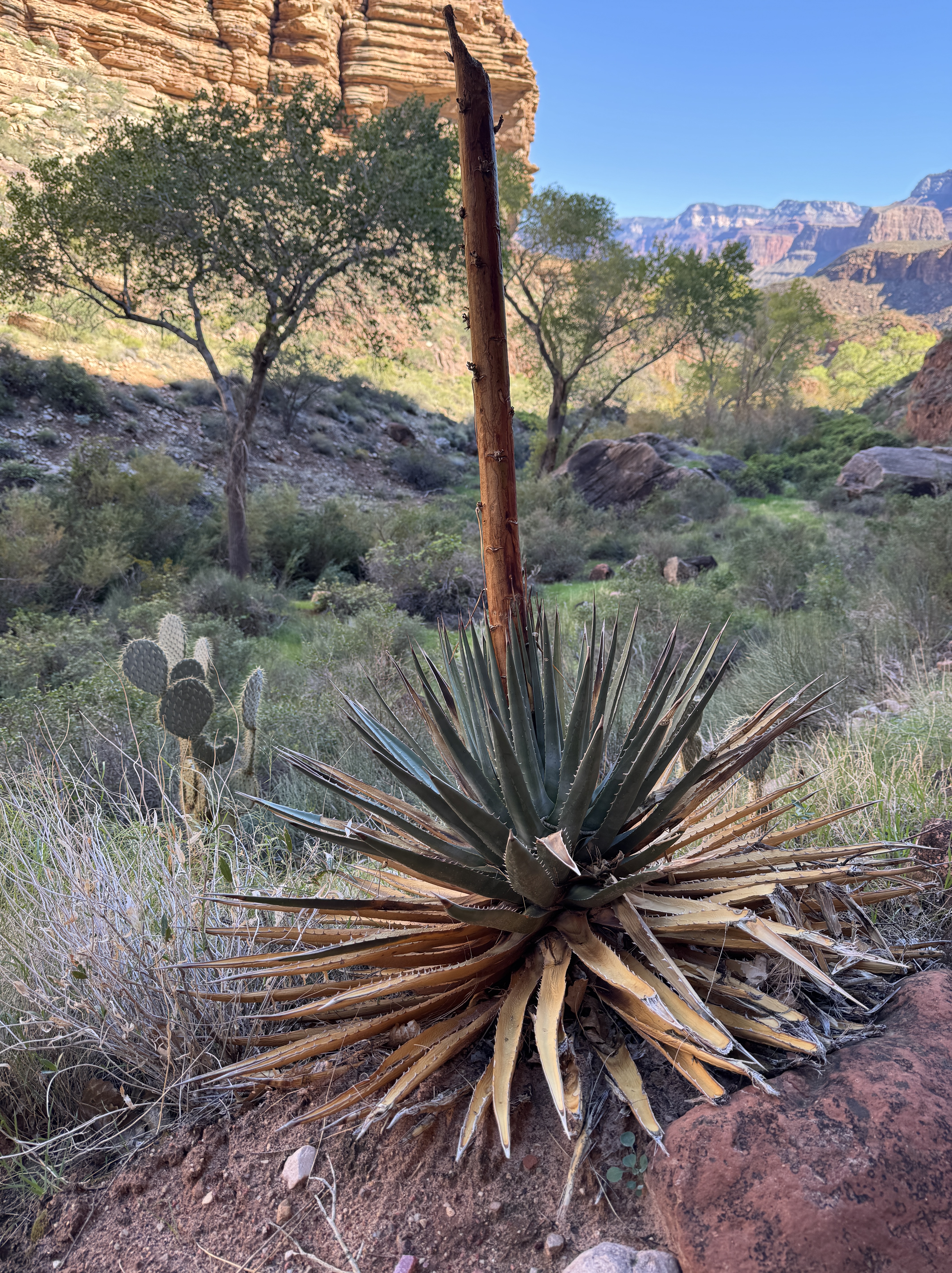 Oct 2, 2026: 10:19AM - Diverse flora all through the trail