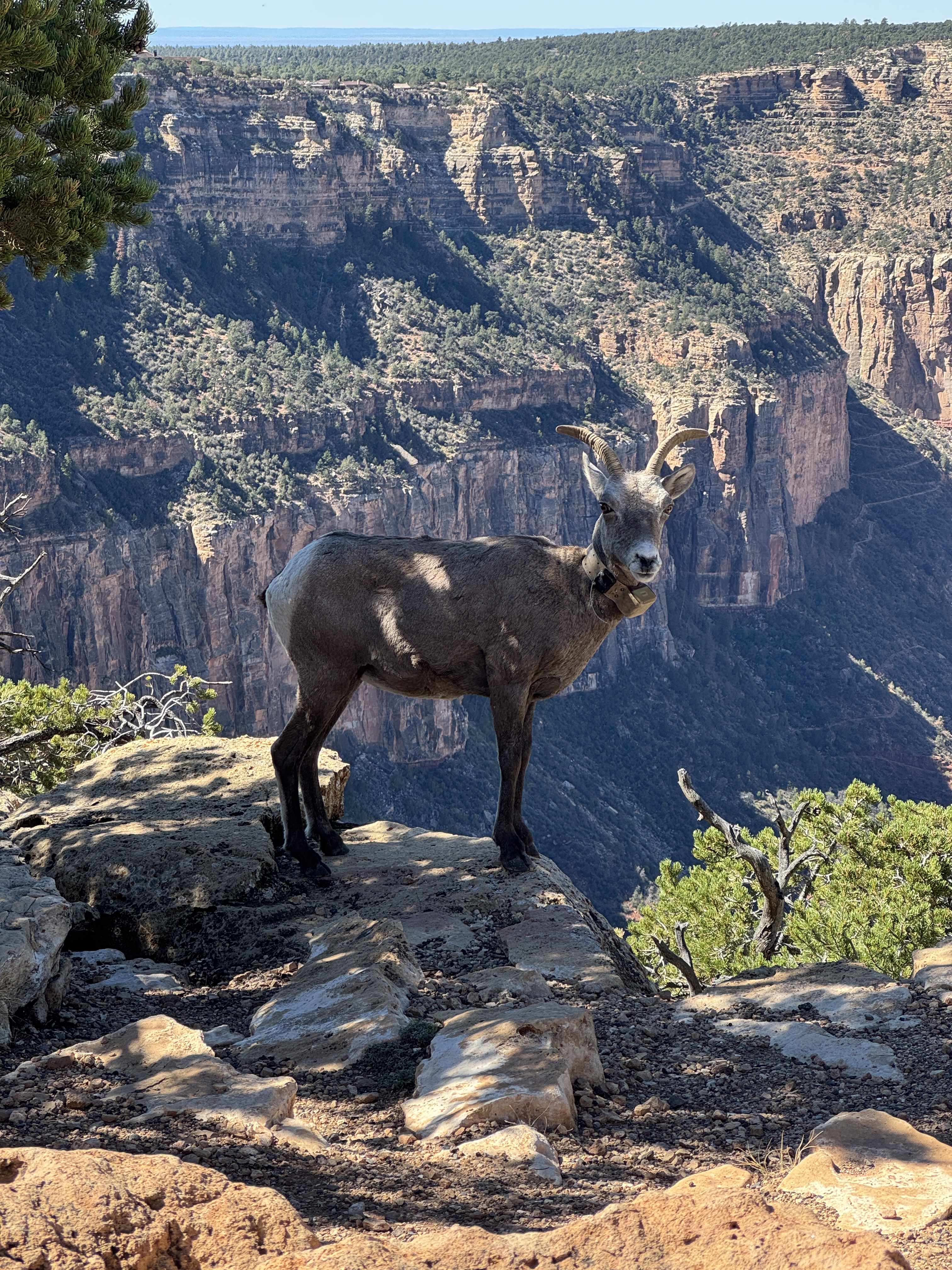 Day 2: Oct 3, 2026: 11:30AM - Big Horn Sheep